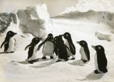 Poster for Penguin Boy Lulu to Kiki
