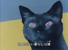 Poster for Cat's Eye Love